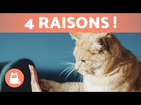 Vidéo: Votre Chat Tète-t-il à L'âge Adulte ?