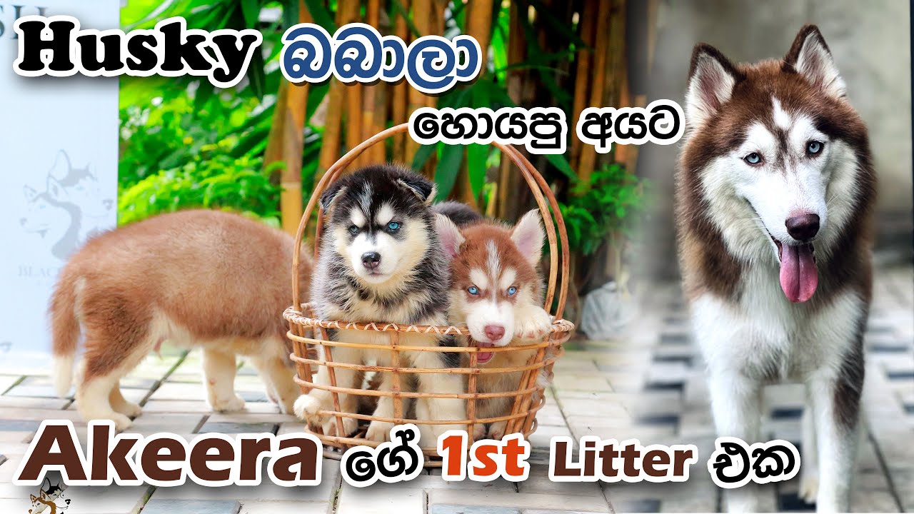 Husky Puppis Sri lanka හස්කි බබාලා YouTube