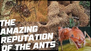 Download Lagu The Hidden World of Army Ants Will Blow Your Mind! Download Lagu The Hidden World of Army Ants Will Blow Your Mind!