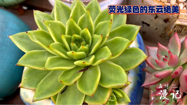 这颗荧光绿色的东云冬天会是啥样？好期待；东云单头变群生了？｜多肉植物 - 天天要闻