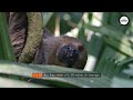 Sloth facts: Are there sloths in Australia?!