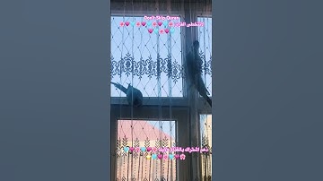 تلاوه عطره خاشعه من الذكر الحكيم للقارئ عبد الباسط #اكسبلور #cutebird #cuteparrot #foryou #birds