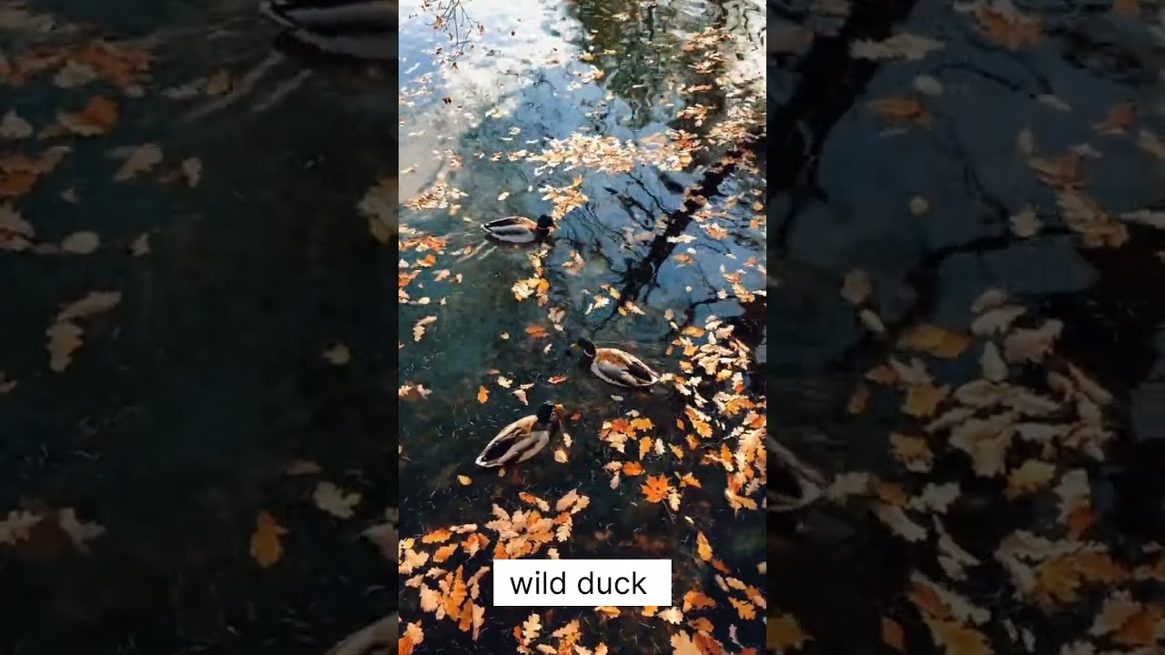 wild duck sounds 