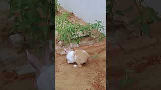 Cute Rabbit Gplu Acting Short Video Eating
