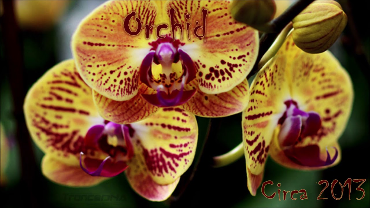 Красно желтая орхидея. Фаленопсис Пасадена. Фаленопсис Кассия. Фаленопсис Румба. Фаленопсис Волкано.