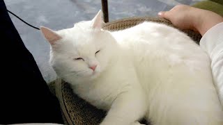 家を映画館にしたら最高に幸せでした…！
