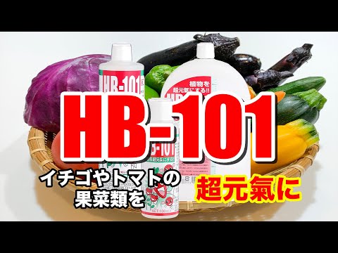 天然植物活力液HB-101の上手な使い方果菜編