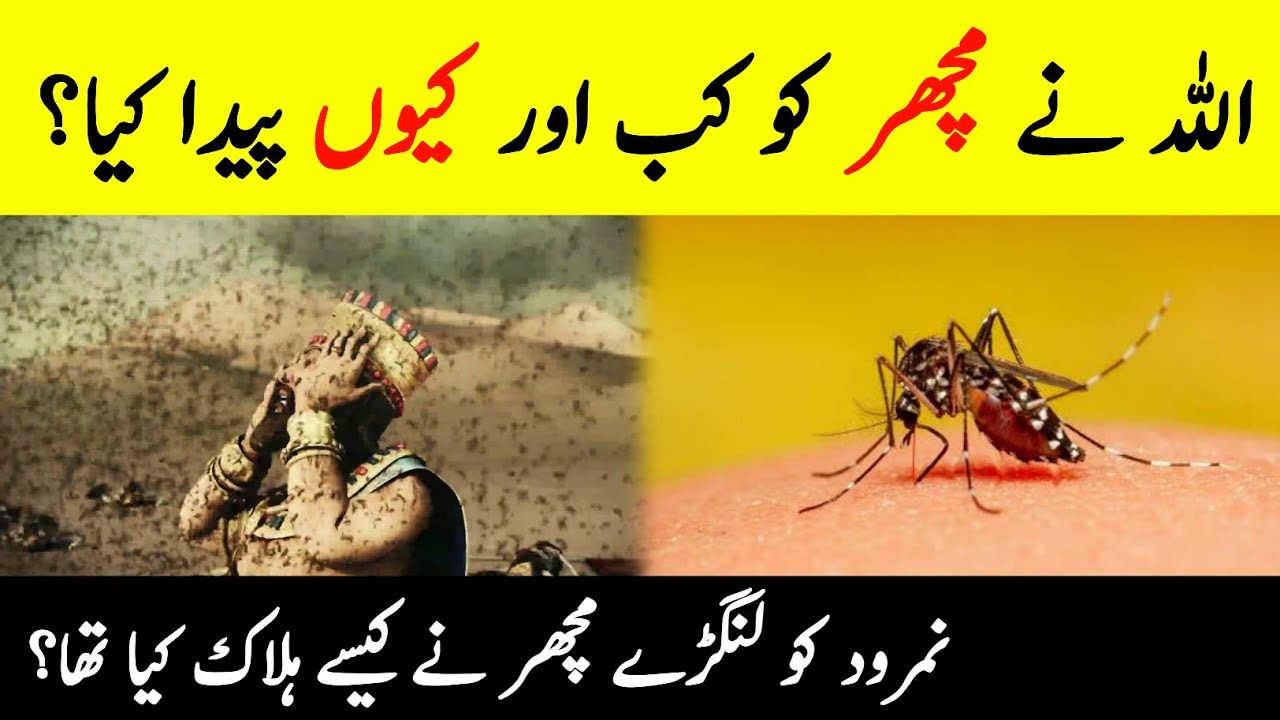 Why Allah Created Mosquitoes 🦟? || Mysterious Facts About Mosquito ...