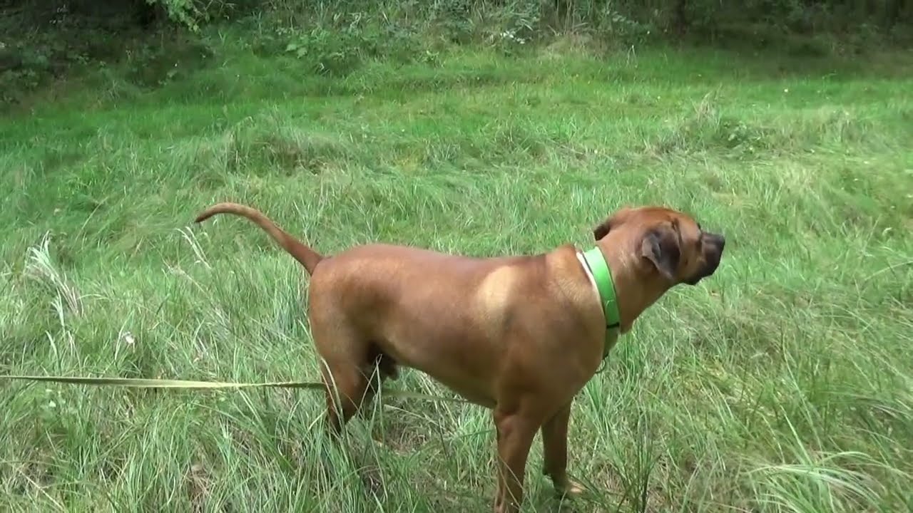 Wanderung um Altwarp in MV