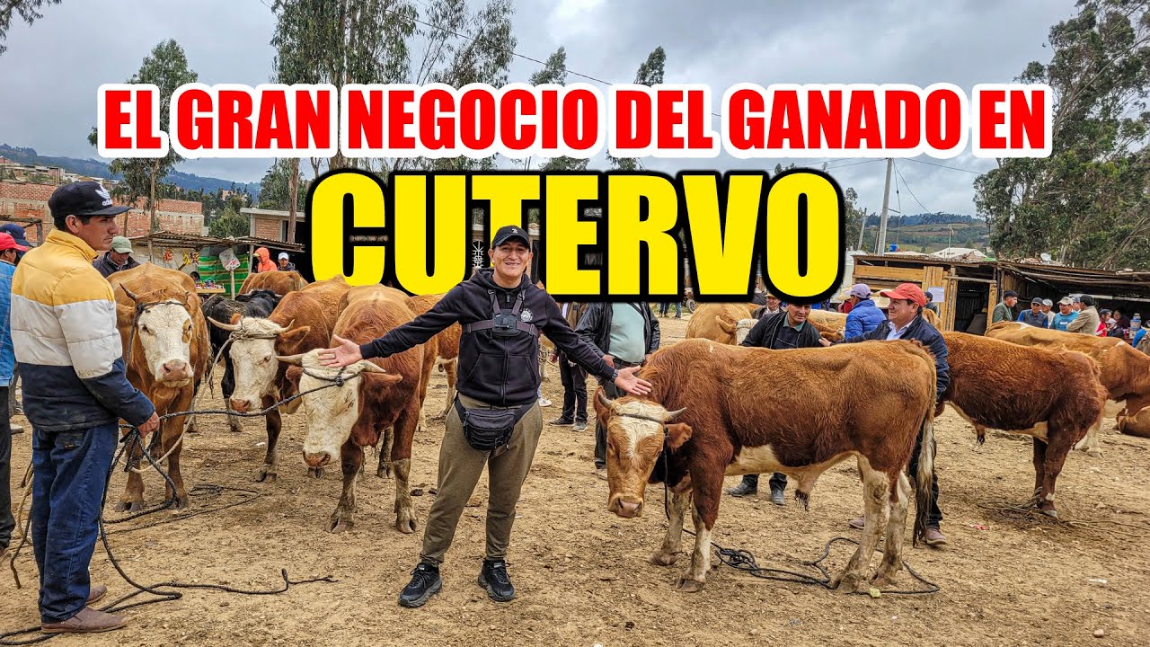 Así es LA GRAN FERIA PECUARIA en CUTERVO ¡Mira como se desarrolla! | CAJAMARCA | Perú