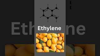 is the mango chemical free??? #chemistry #mangoseason