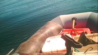 Камчатка .Морская рыбалка . Макрурус 2 .07.09.2017