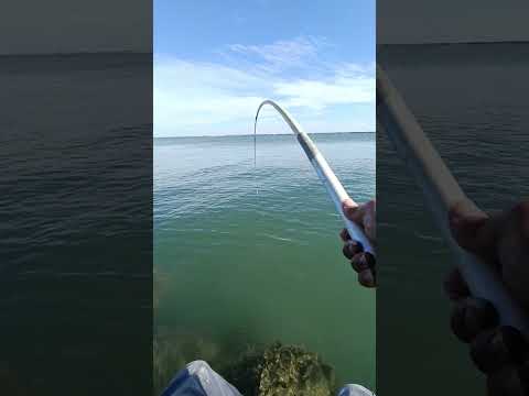 الشرغوش الغشيم بالعجينه النيه صيد اسماك  