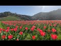 Spring Flower Park Ozu Part 6 ~ Ozu City, Ehime Prefecture ~