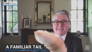 MP apologises as cat interrupts committee meeting