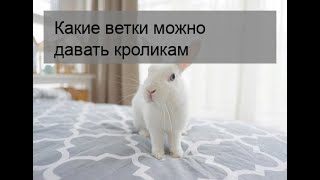 Какие ветки можно давать кроликам