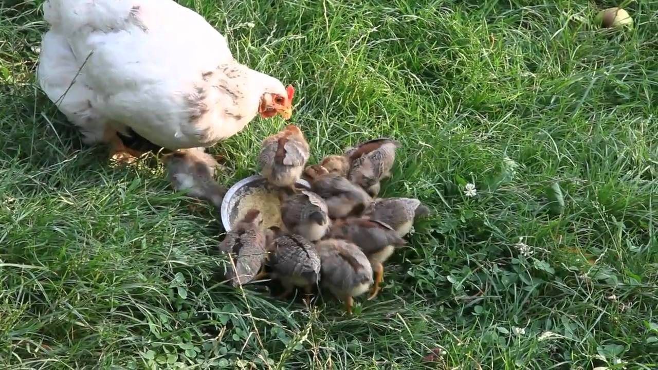 Golden hen with chicks (Closca cu puii de aur) - YouTube
