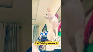 Singapura cat talking so much want my attention#viral #cat #pets #kitten #talkingcat #shorts  #fun