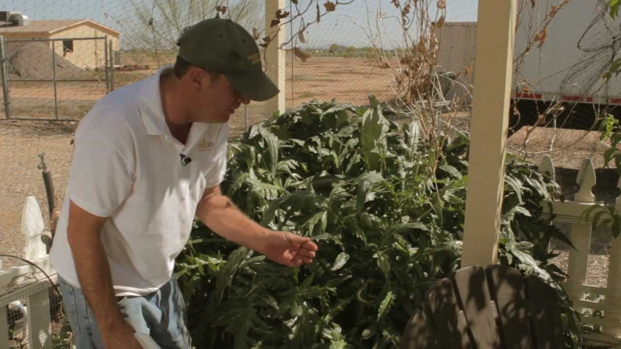 Aphids Control Naturally With Neem Oil Sweet Corn Organic Aphids Control Naturally With Neem Oil Sweet Corn Organic Nursery You