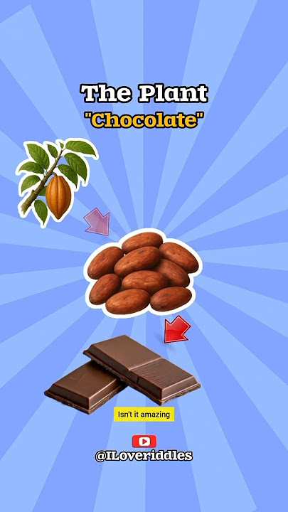 Q&A | make chocolate #shortsforkids #chocolate  #yummy #food #facts #quiz #facts #quiz