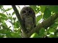 6 Adopted Tawny Owlets Spotted in Tree Canopy🦉| Luna &amp; Bomber | Robert E Fuller