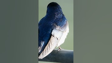 Tree swallow singing us a song
