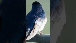 Tree swallow singing us a song Tree swallow singing us a song