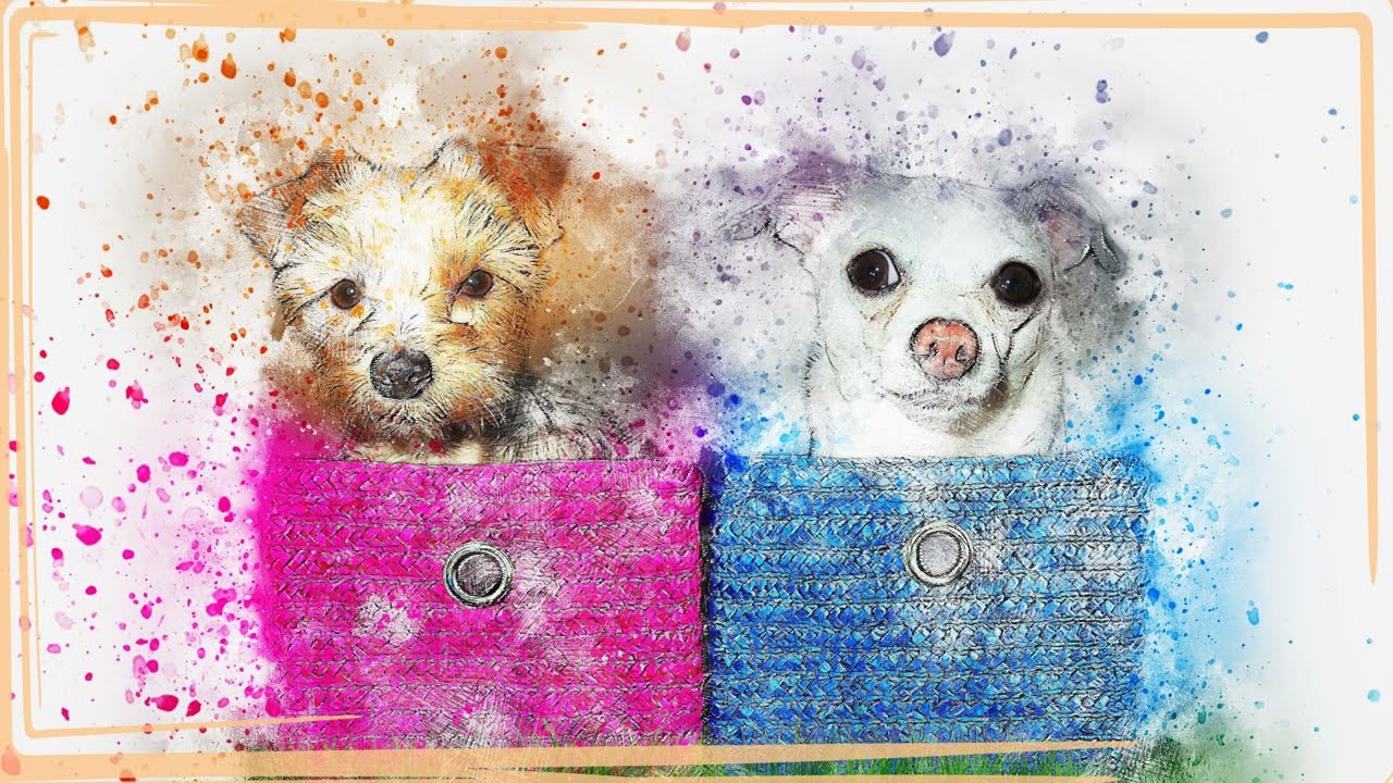 TV Art Gallery | Beautiful Animal Images | ractapopulous