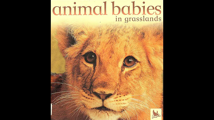 Animal Babies by Jennifer Schofield