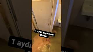 1 Aydır Sıçmayan Serdar