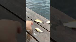 Утренняя рыбалка 🎣 на озере. #fishing #балык #carp #рыбалка #удочка #спининг #сазан #карась