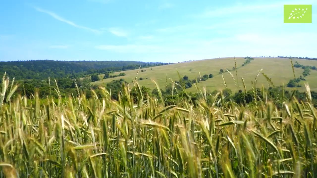 Ekologiczna  uprawa zbóż