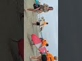 Surf em Santos SP - quebra mar.12-10-2025 #surf #surfing #santos #quebramar