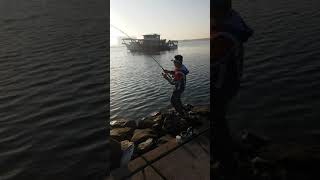 Golden Trevaly on shore by MEGABASS ZONK 120