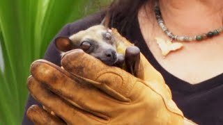 I Met a Bat, a Sloth, a Rat and a Dormouse!