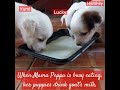 One-month-old baby dogs drinking goat's milk #puppies #pets #aspins #cuteanimals #goatsmilk #shorts