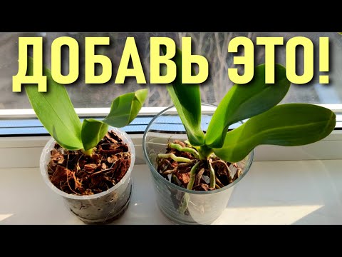 ቪዲዮ: የ Kalanchoe ቅጠሎች ለምን ቢጫ ይሆናሉ? የቤት ውስጥ ተክሎች እንክብካቤ