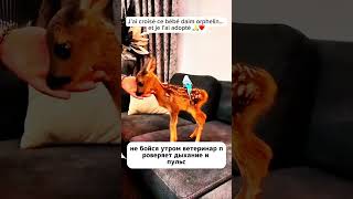 Семья приютила лесного олененка #животные #история #спасение #помощь #люди #семья #лес