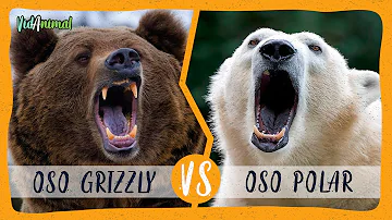 ¿Puede un oso polar vencer a un hipopótamo?