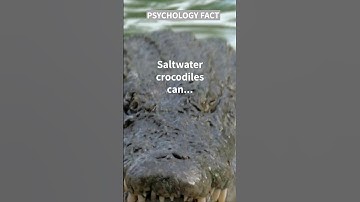 Saltwater Crocodiles can do THIS!!!👀#shorts #shortsvideo #motivation #psychology