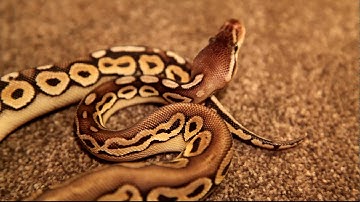 Pewter Ball Python