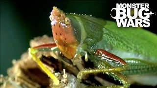Banana Spider vs  Orange Horned Katydid | MONSTER BUG WARS