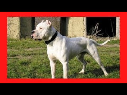 Video: 10 šunų veislių, dažniausiai pasitaikančių „Pit Bulls“