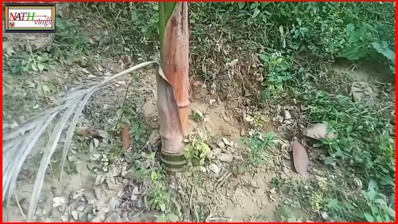 Hybrid Betel Nut Tree In Assam Hybrid Betel Nut Bagan In Assam YouTube Hybrid Betel Nut Tree In Assam Hybrid Betel Nut Bagan In Assam YouTube