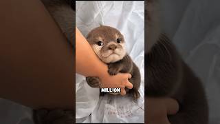 This Animal Has More Hair Than Any Other Mammal on Earth