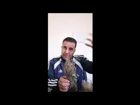 وصفة عشبة الشيح لعلاج عدة أمراض مع محمد زين الدين