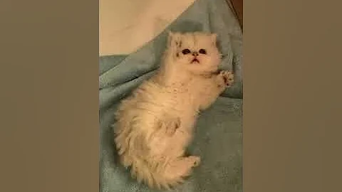 Video 4939771: chinchilla silver persian kitten, persian cat chinchilla silver, female silver persian kitten