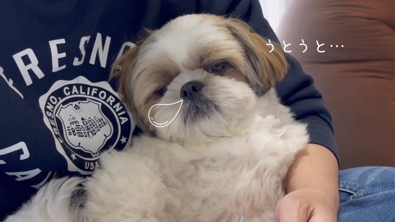 Shih Tzu] He's not good at nail clipping and almost faints?! He