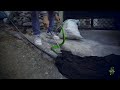 First Rescue of 2022: Green Pit Viper | Rescue | Nepal | Pokhara | Rohit Giri |