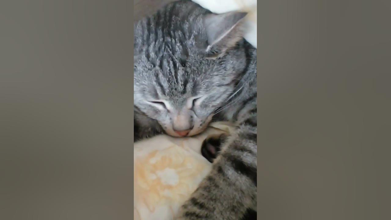 люцик спит😴😌 - YouTube
